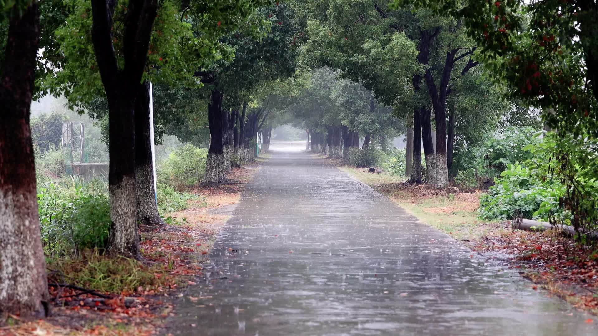 4k实拍下雨天的林荫小道视频的预览图