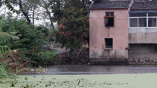 4k实拍下雨天农村池塘里的鸭子们视频的预览图