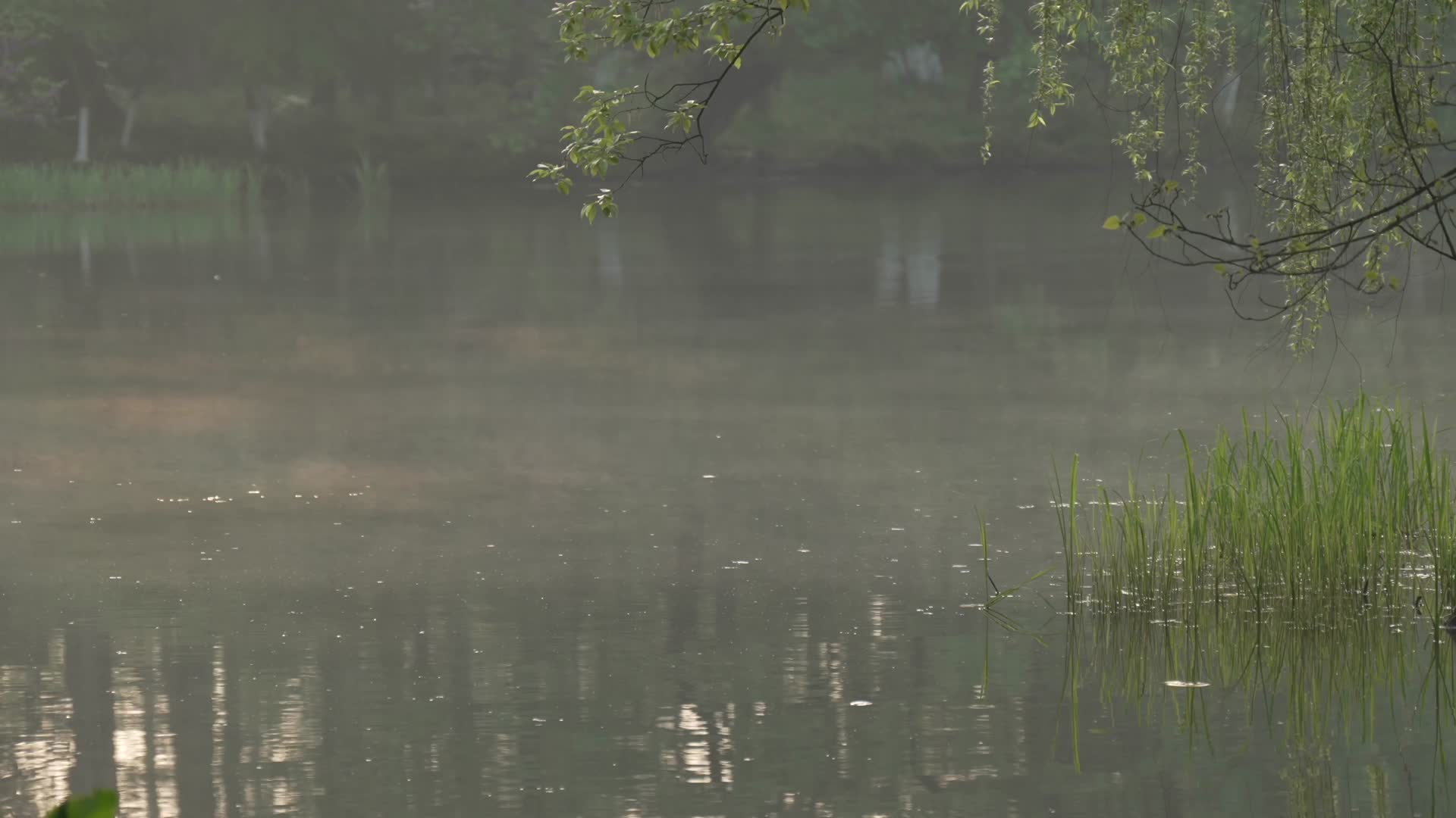 杭州西湖雾气水面风景视频的预览图