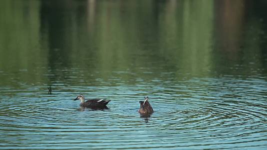 杭州西湖水鸟风光视频的预览图