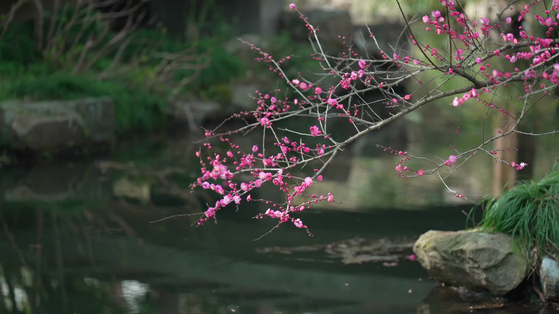 唯美杭州古风风景小溪树枝湖面视频的预览图