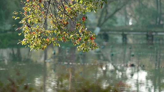 唯美杭州古风风景小桥树枝湖面视频的预览图