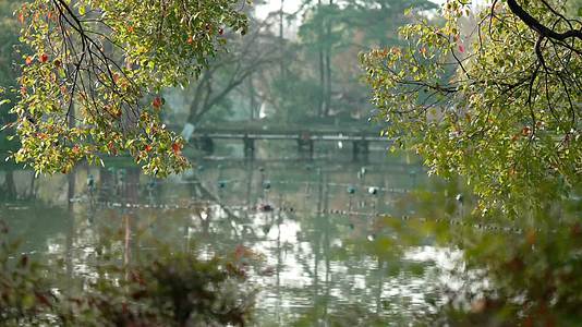 唯美杭州古风风景小桥树枝湖面视频的预览图