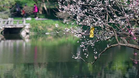 唯美杭州古风风景晴天湖面花视频的预览图