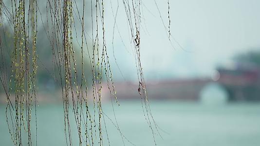 唯美杭州古风风景西湖杨柳湖面桥视频的预览图