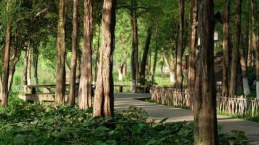 唯美杭州古风风景早晨小道树林视频的预览图