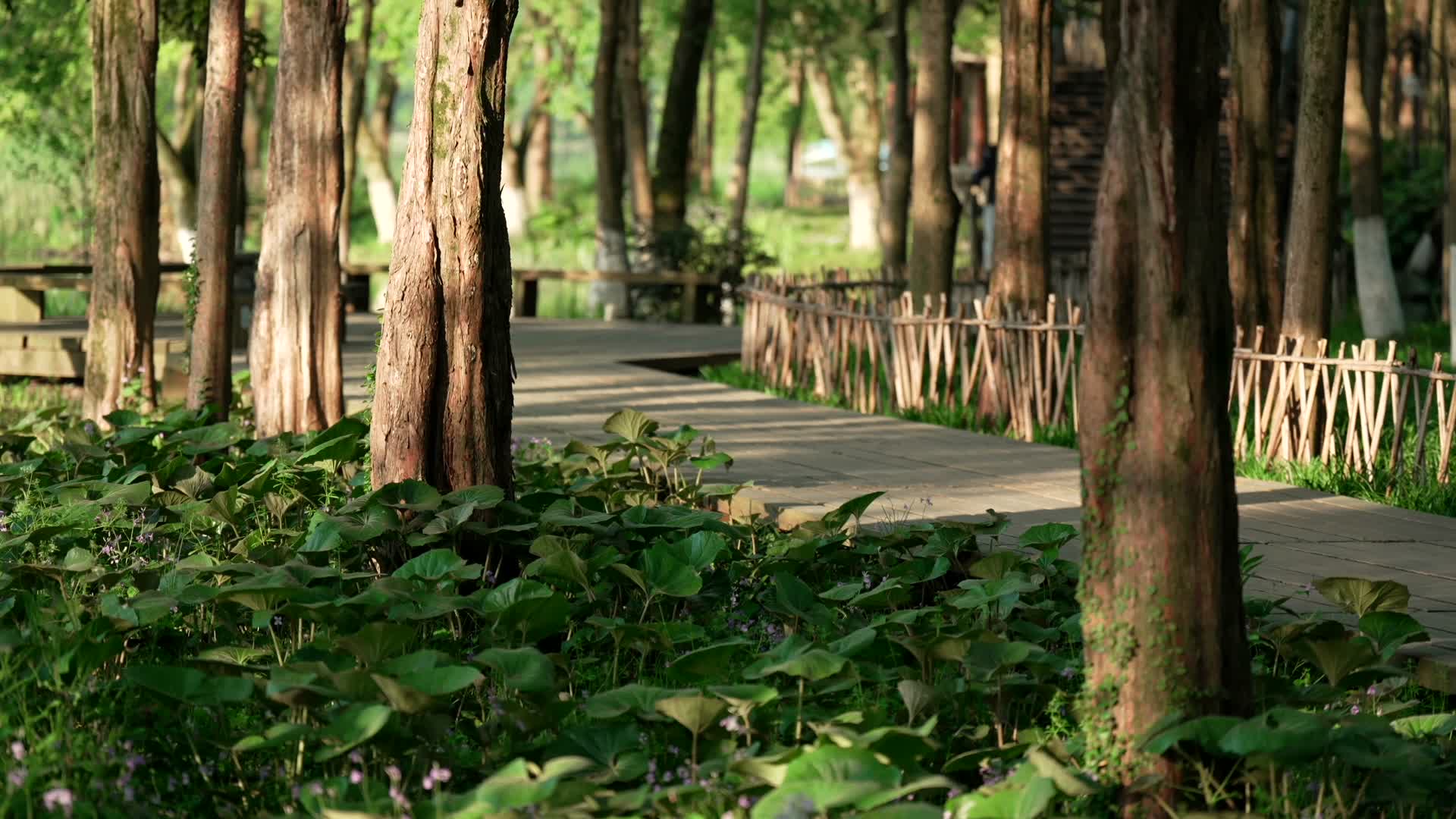 唯美杭州古风风景早晨小道树林视频的预览图