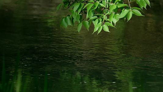 唯美杭州风景小溪树枝流水视频的预览图