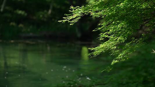 唯美杭州风景树叶小溪流水绿荫视频的预览图