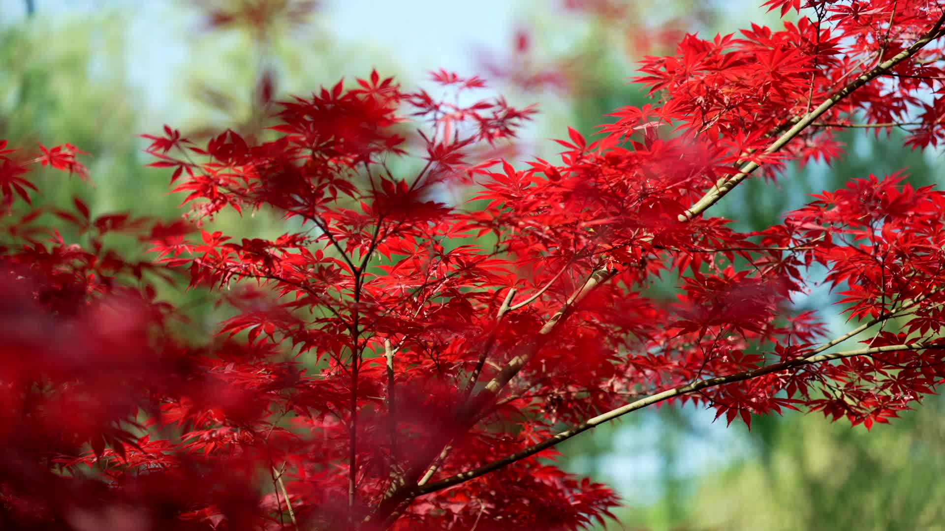 唯美杭州枫叶风景红叶视频的预览图