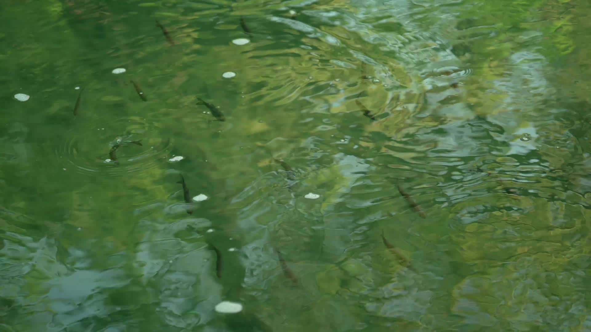唯美杭州风景小溪流水鱼视频的预览图
