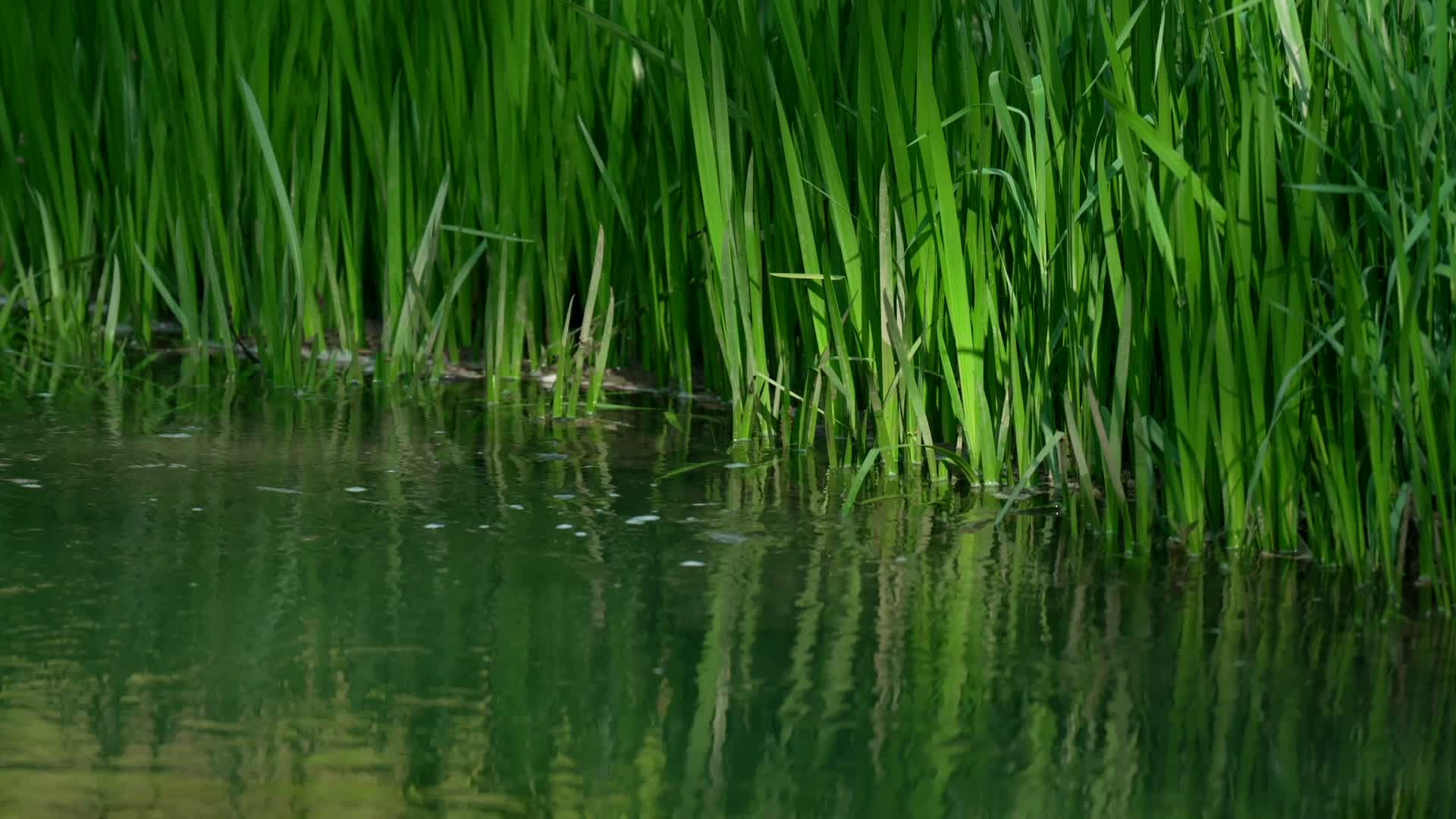 唯美杭州风景小溪流水水草视频的预览图