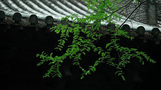 唯美杭州寺庙古建筑下雨天屋檐树枝视频的预览图