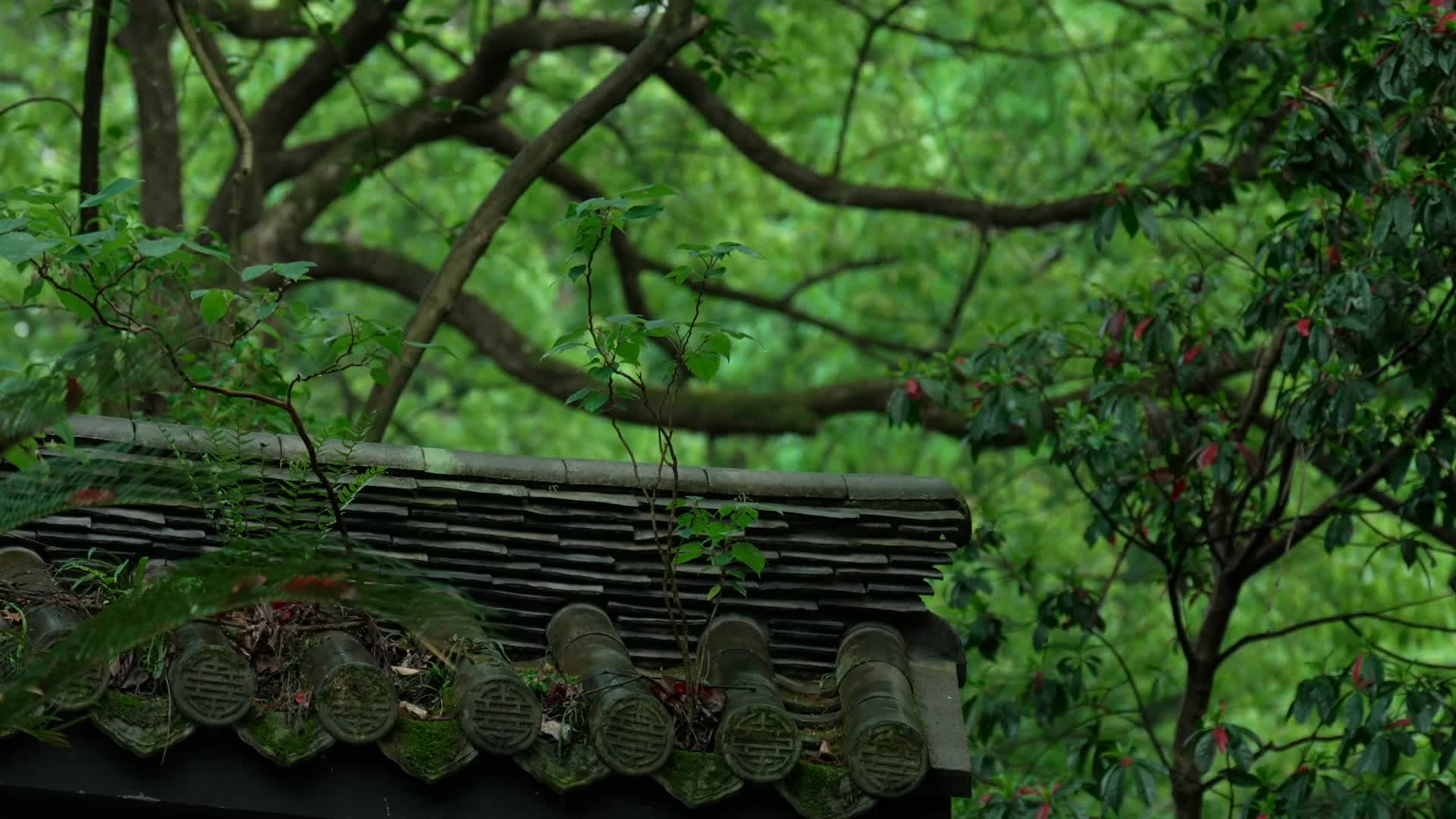 唯美杭州寺庙古建筑下雨天屋檐视频的预览图