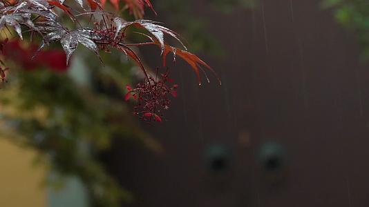 唯美杭州寺庙古建筑下雨天门树枝视频的预览图