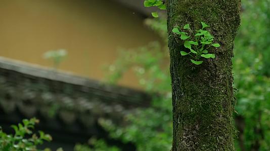 唯美杭州寺庙古建筑下雨天树干视频的预览图