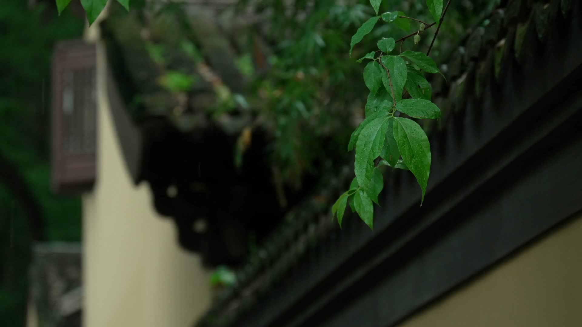 唯美杭州寺庙古建筑下雨天屋檐窗户树叶视频的预览图