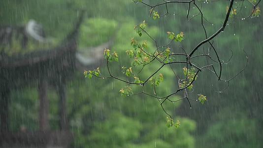 唯美杭州风景古风下雨天亭子树枝视频的预览图