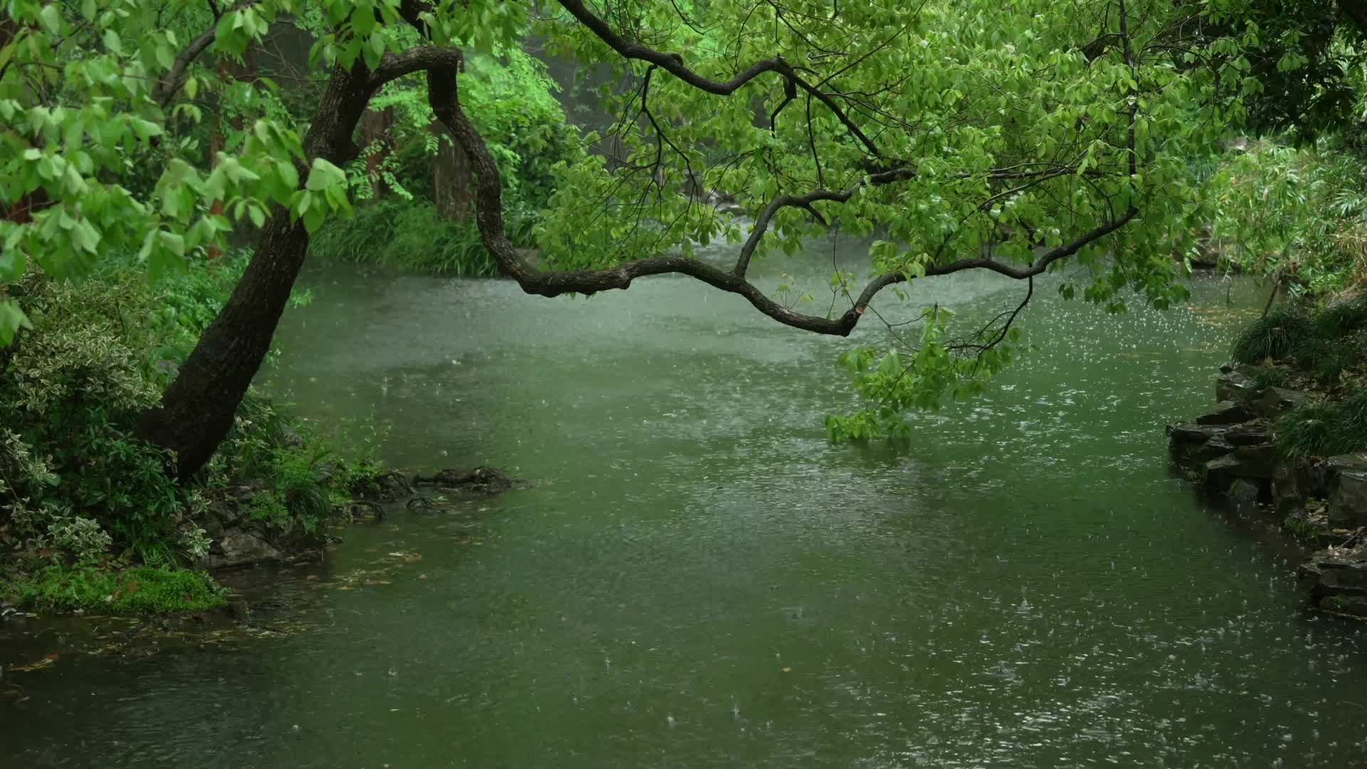 唯美杭州风景古建筑下雨天小溪树枝视频的预览图