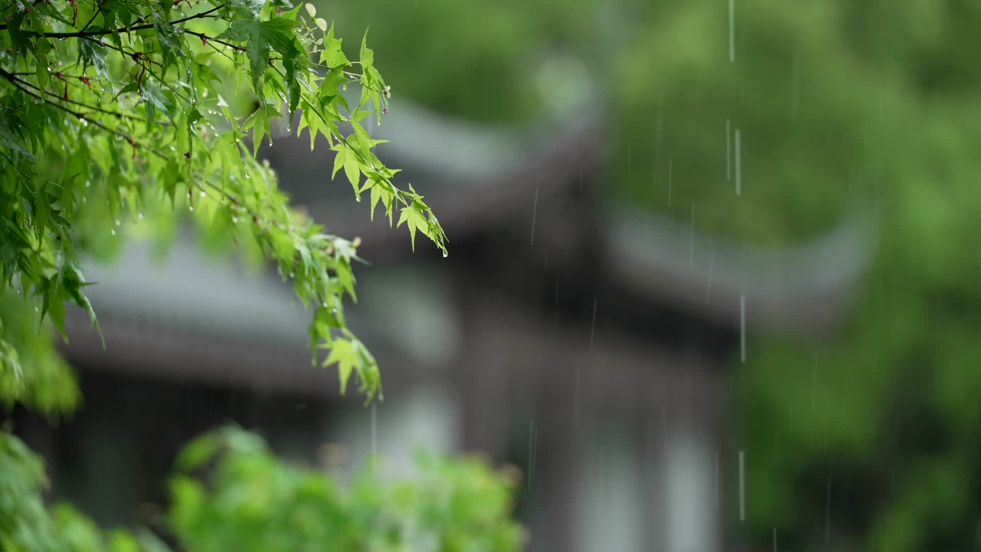 唯美杭州风景古建筑下雨天树叶亭子视频的预览图