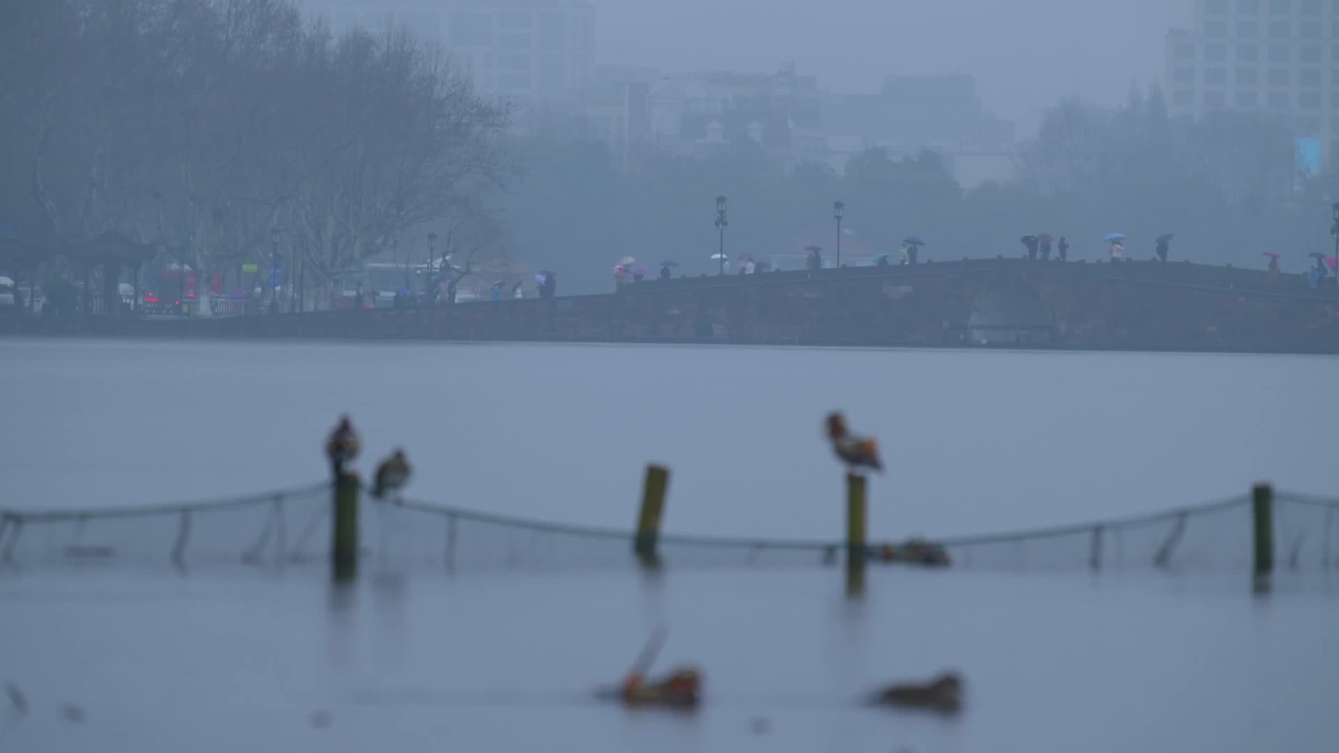 唯美杭州西湖风景断桥下雨天鸳鸯视频的预览图