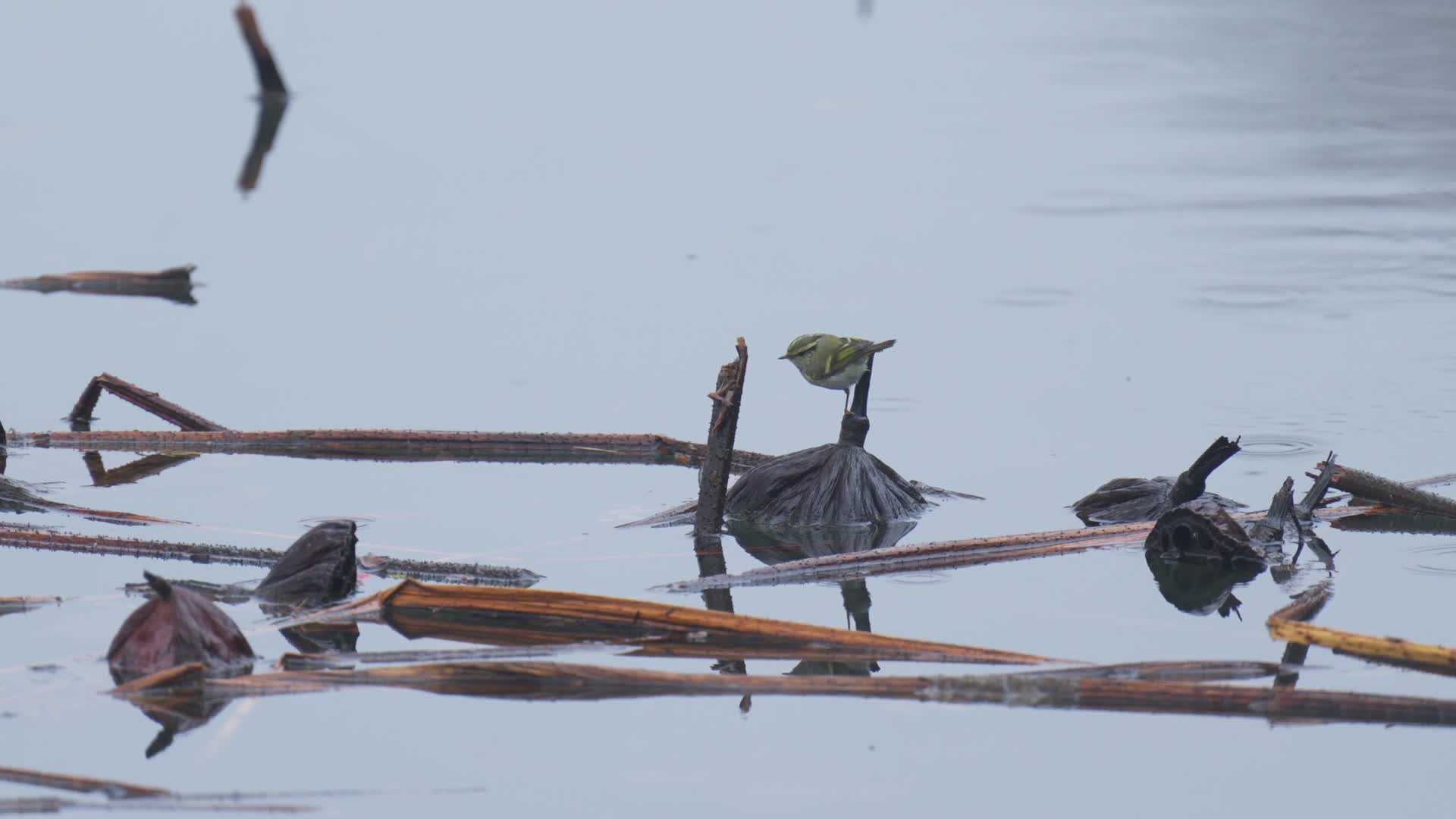 唯美杭州西湖翠鸟鸟类水面残荷视频的预览图