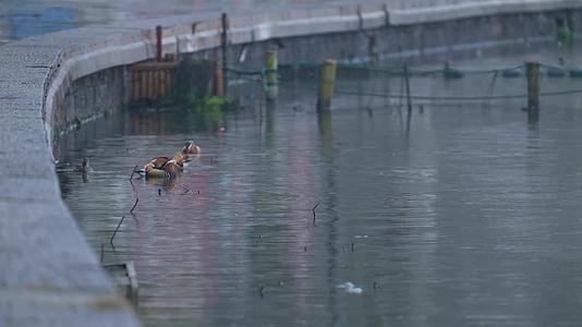 唯美杭州西湖下雨天鸳鸯视频的预览图