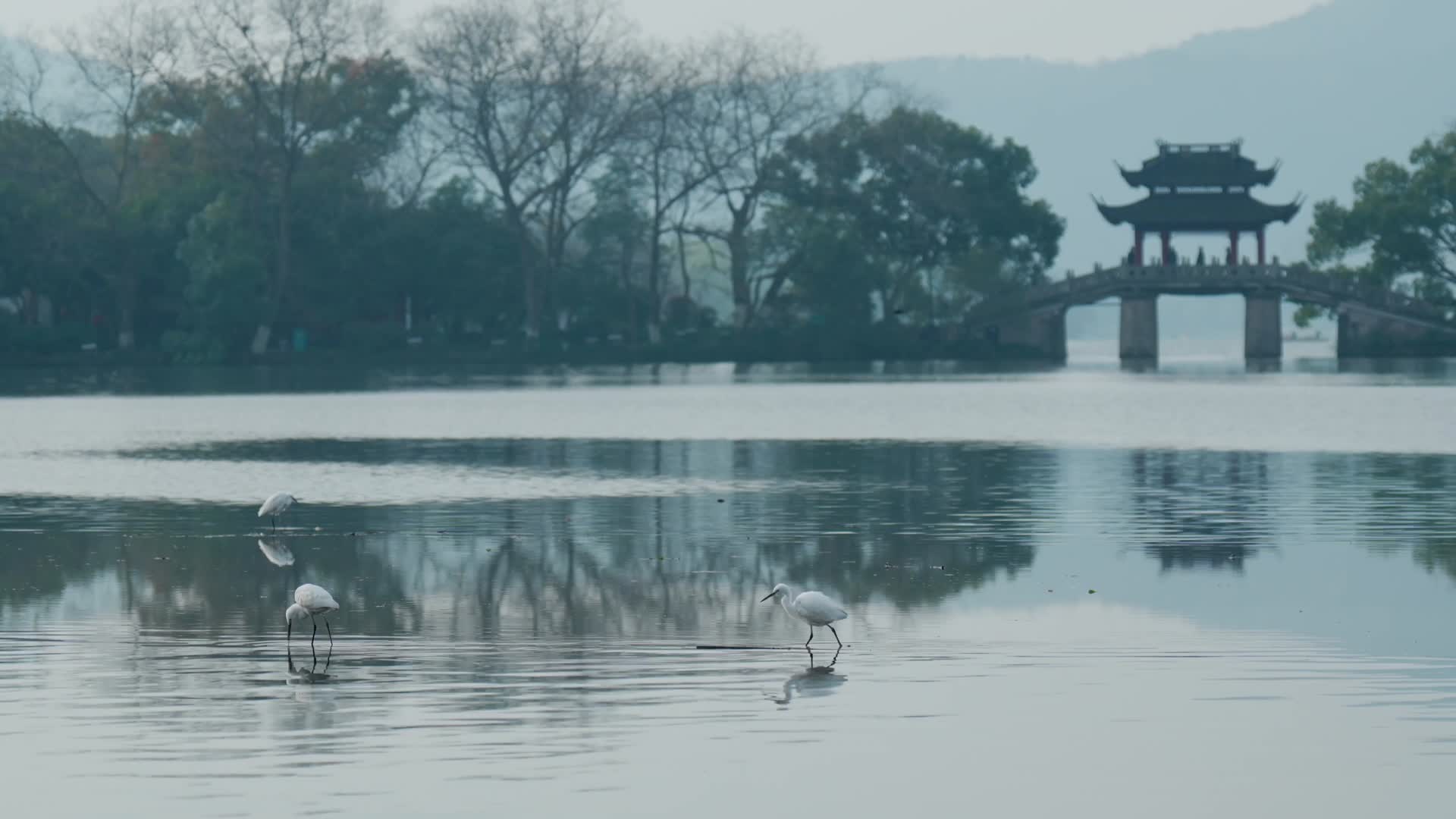 唯美杭州西湖水鸟清晨桥视频的预览图