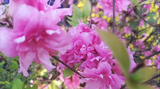 粉红杜鹃花开的也美丽视频的预览图