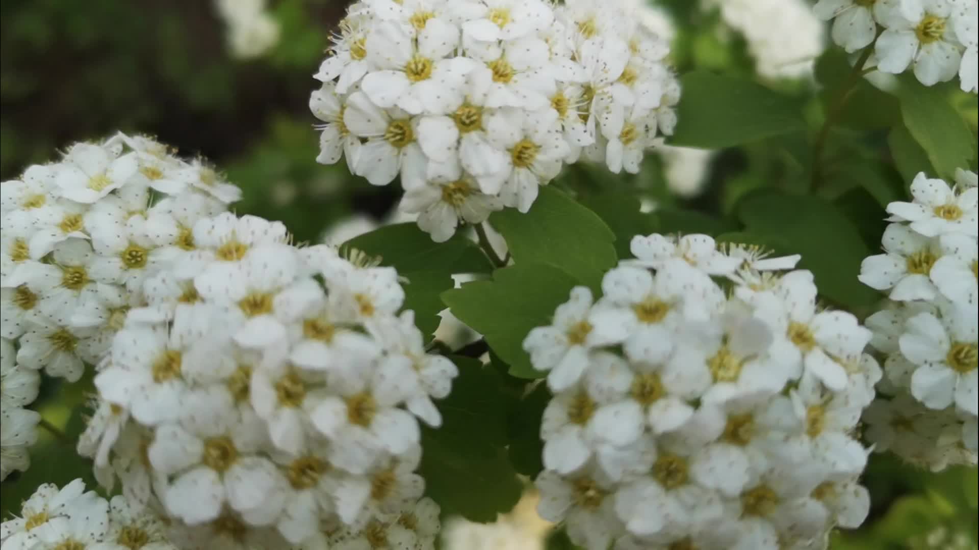 鲜艳夺目的白色绣球花开花太美了视频的预览图