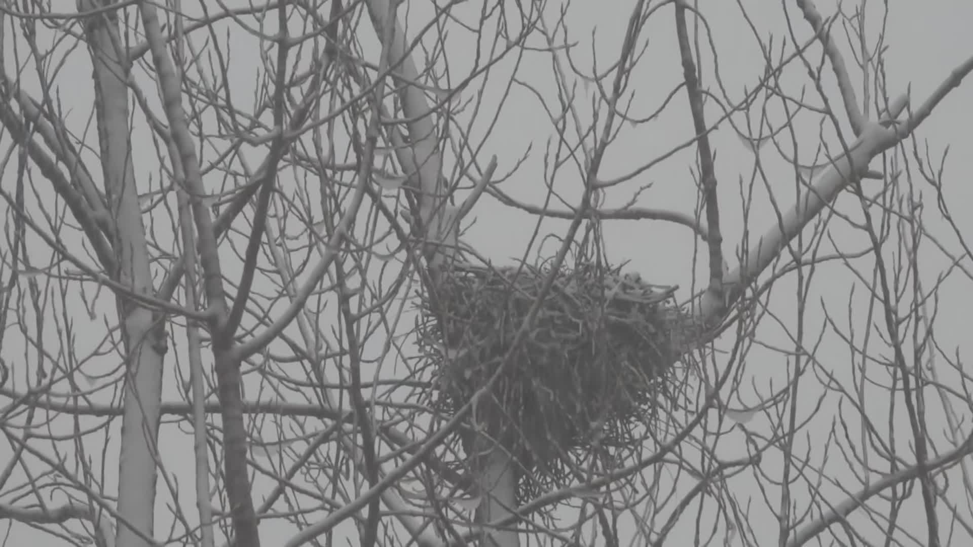 风雪天树枝上的鸟巢视频的预览图