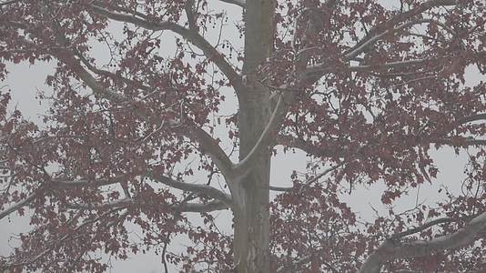 大雪中的行道树视频的预览图