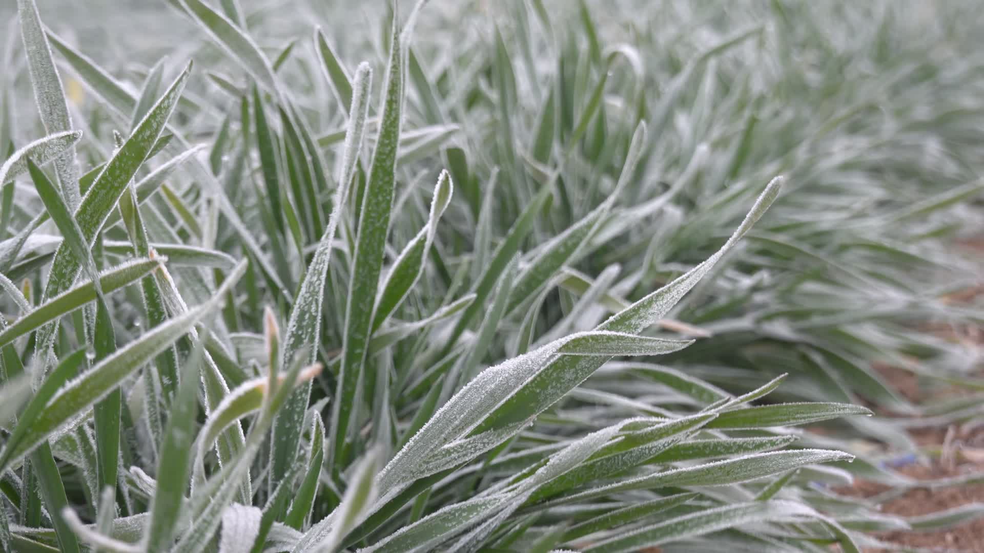 霜冻小麦视频的预览图