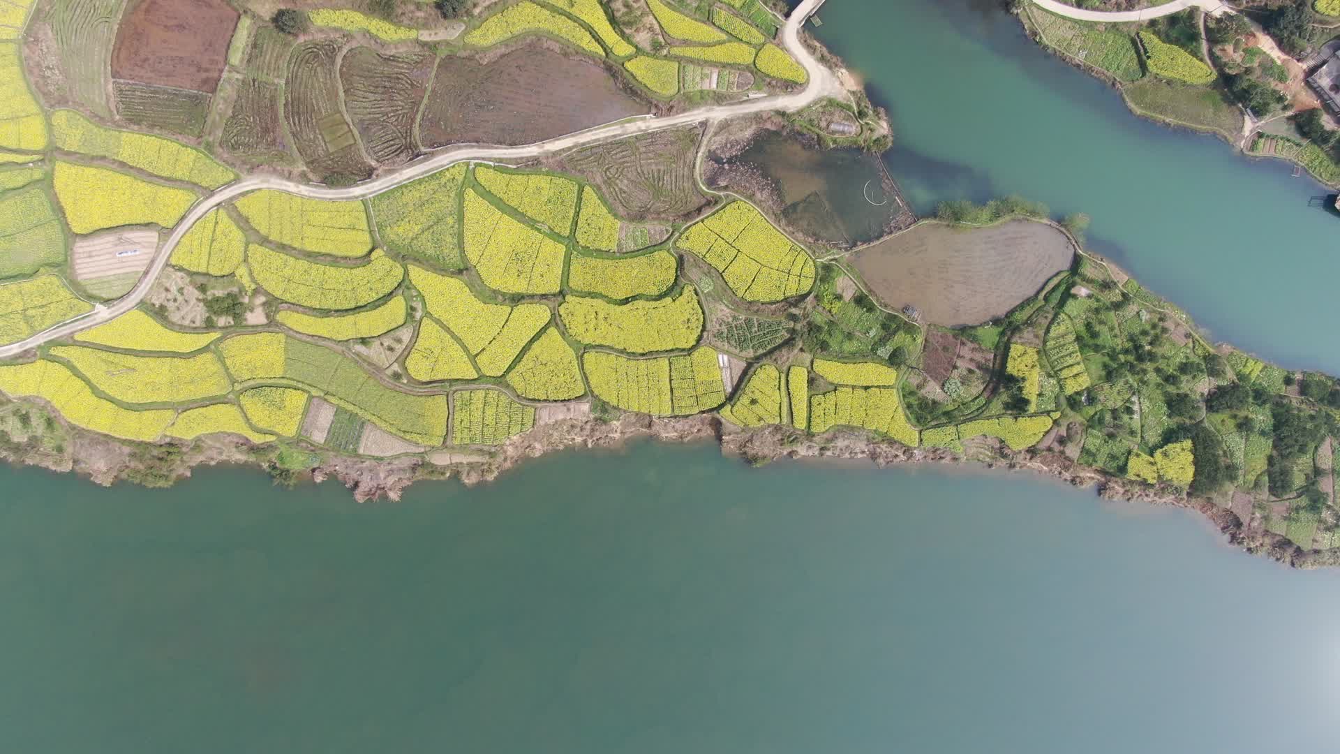 航拍湖南沅江水电站金黄油菜花视频的预览图
