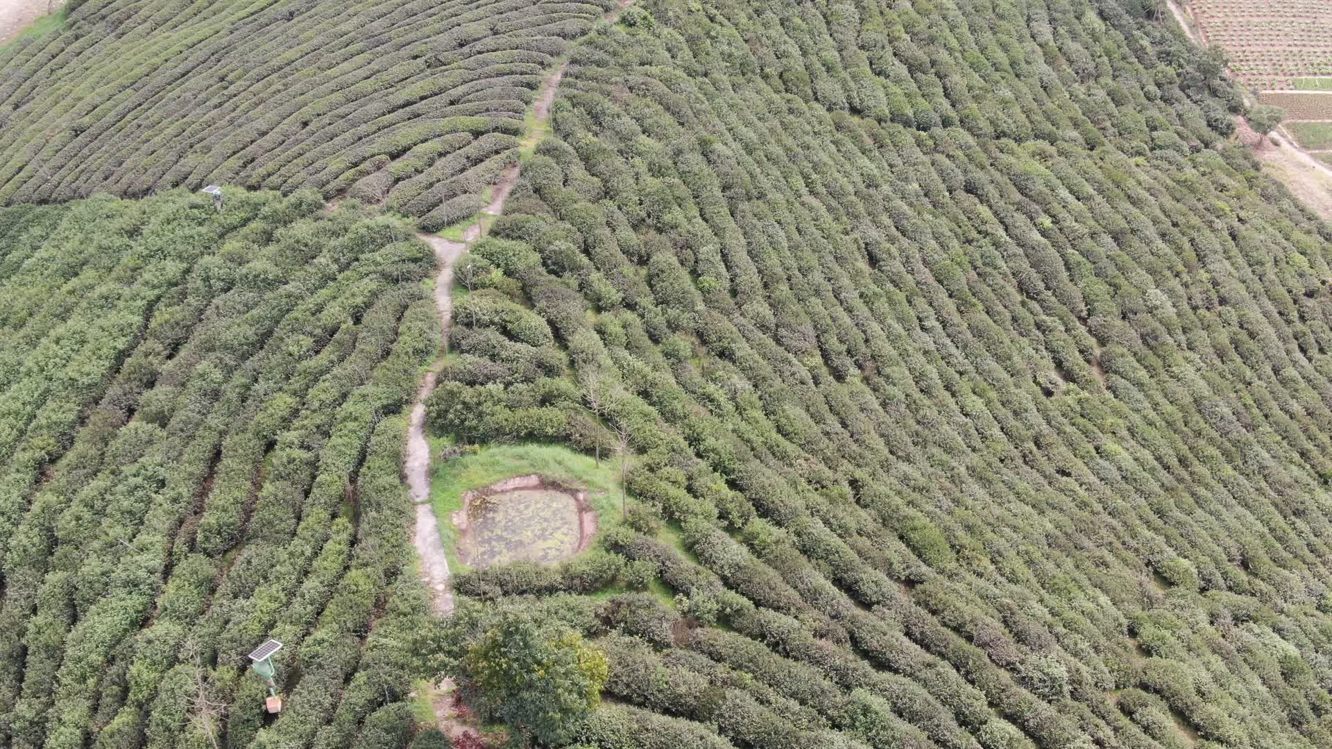 航拍春天茶叶茶园种植视频的预览图