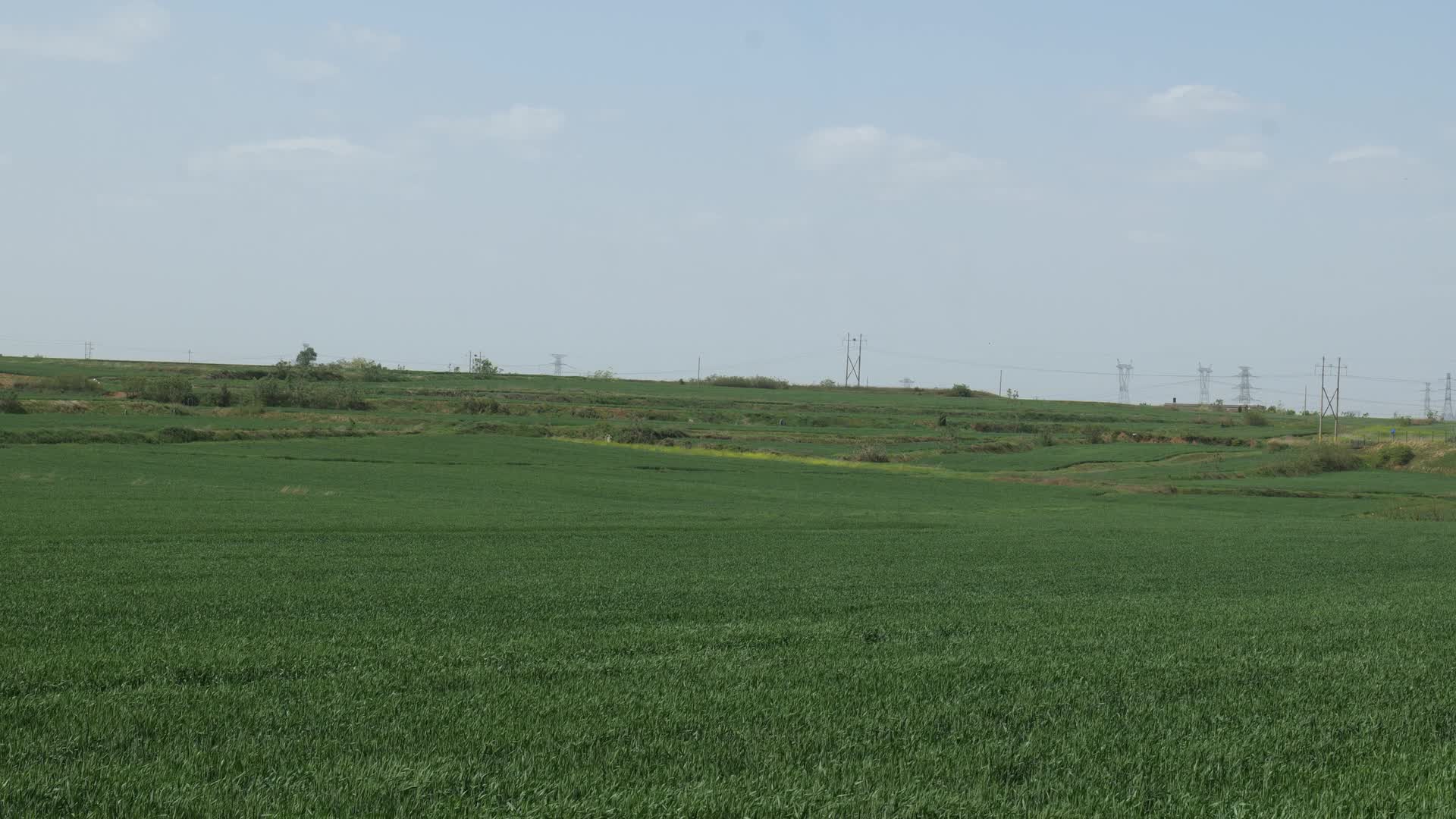 农田绿色麦子视频的预览图