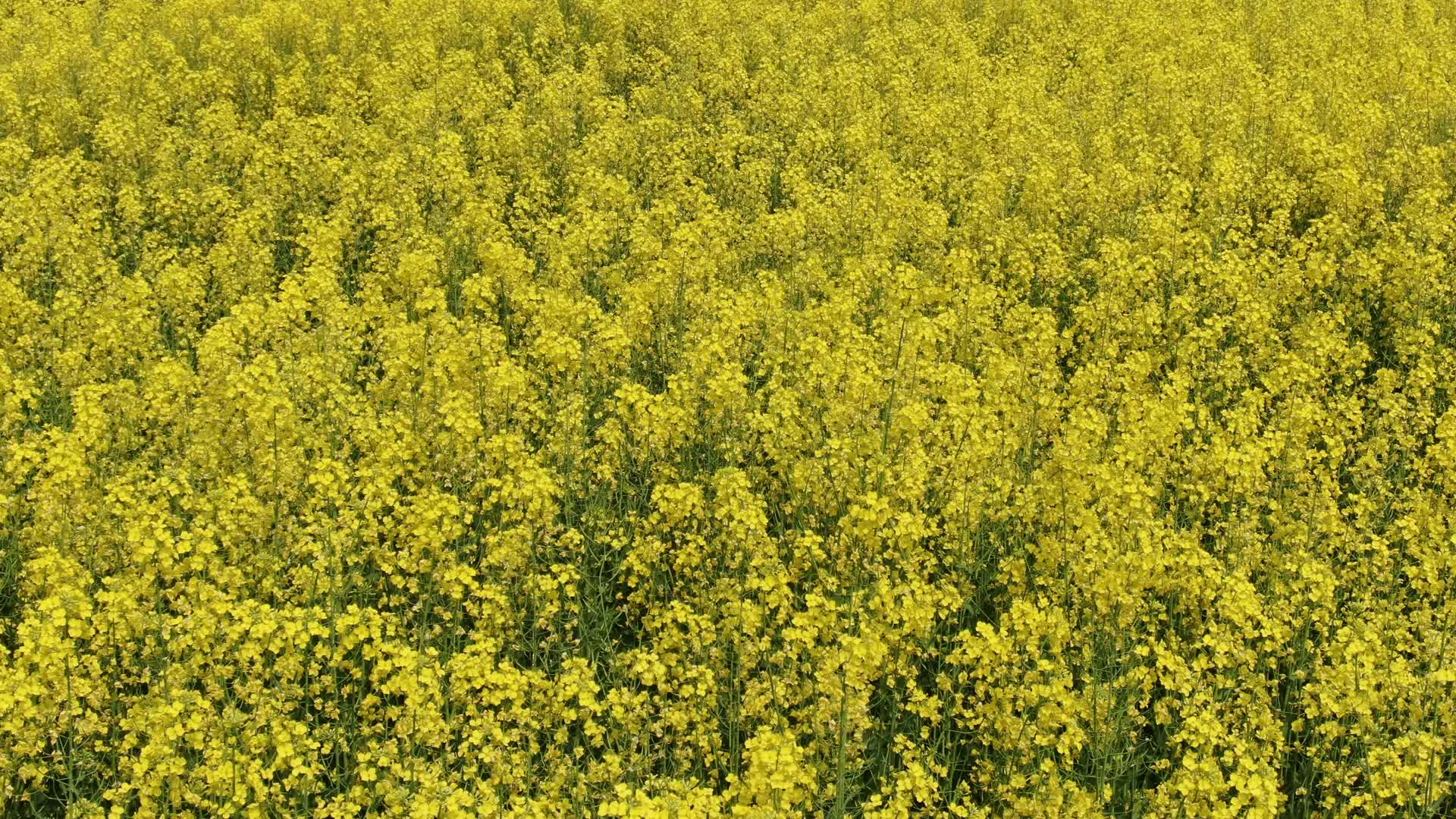 航拍南方丘陵乡村农业种植金黄油菜花视频的预览图