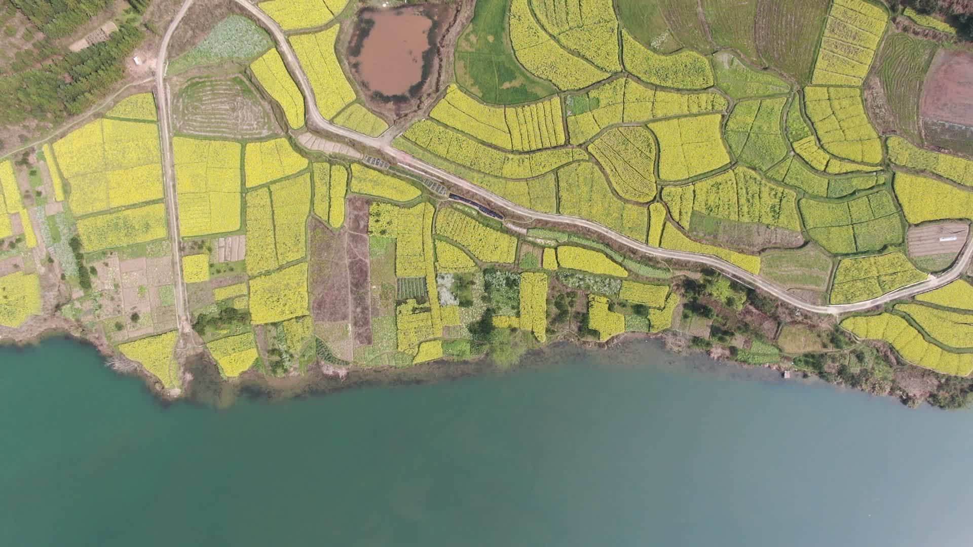 航拍金黄油菜花盛开视频的预览图