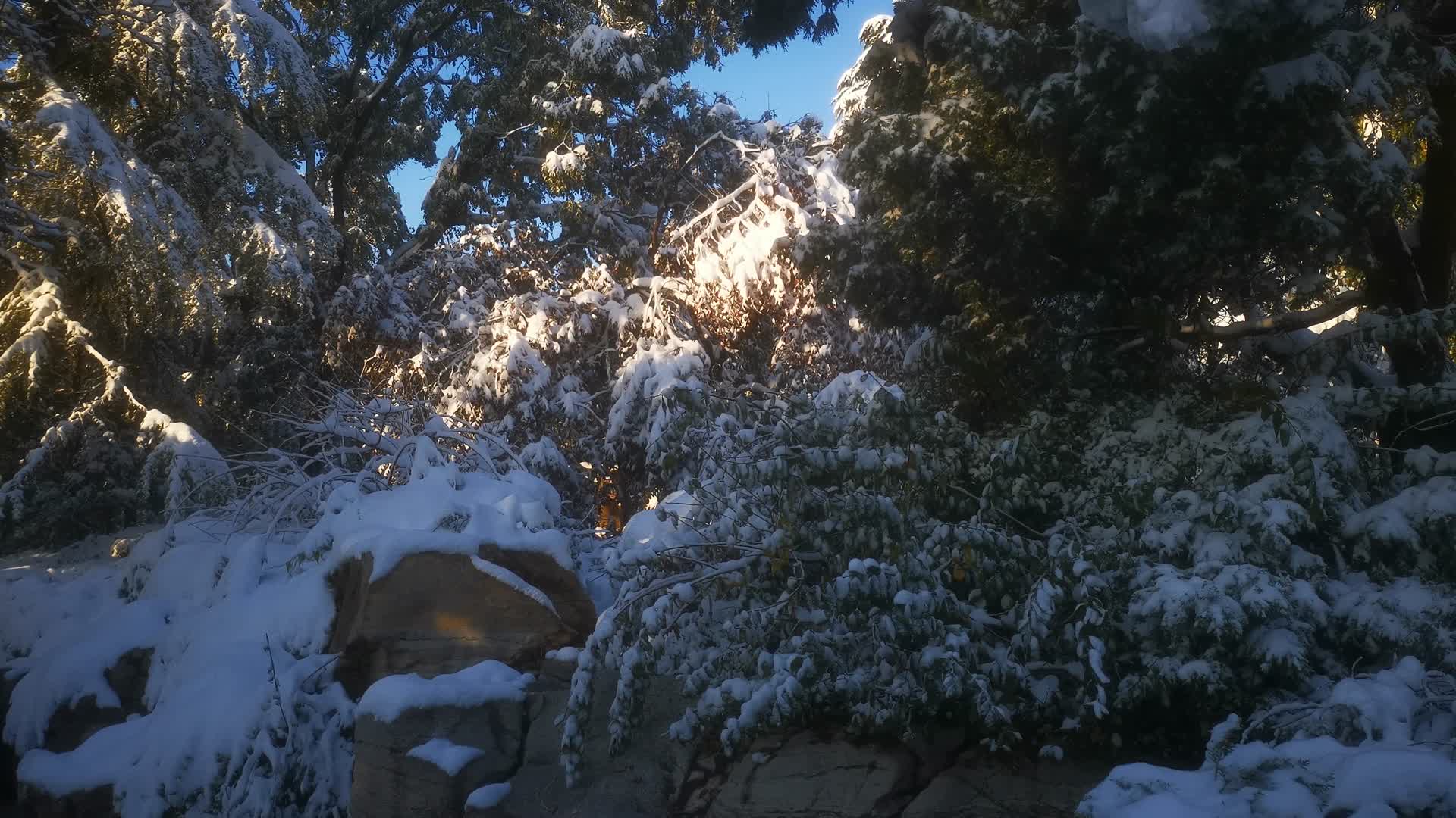 实拍冬天植物雪景视频的预览图