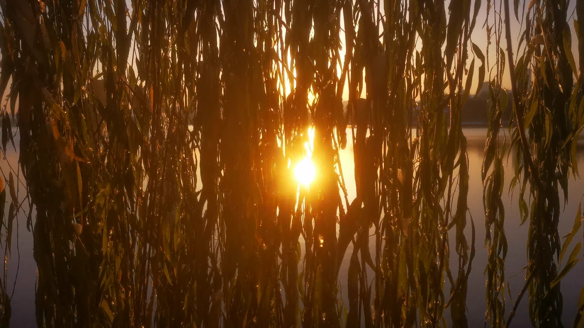 实拍阳光湖面树枝树叶视频的预览图