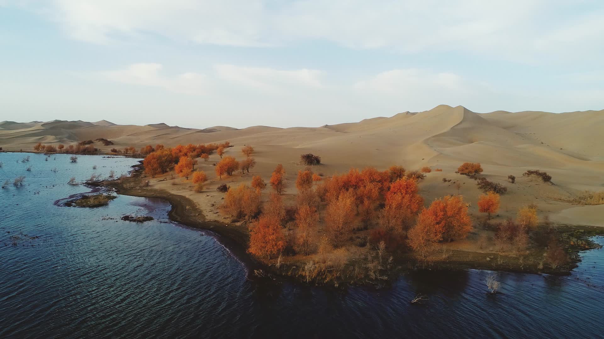 新疆轮台胡杨林3视频的预览图