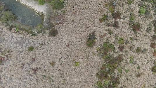俯拍河边枯萎芦苇视频的预览图