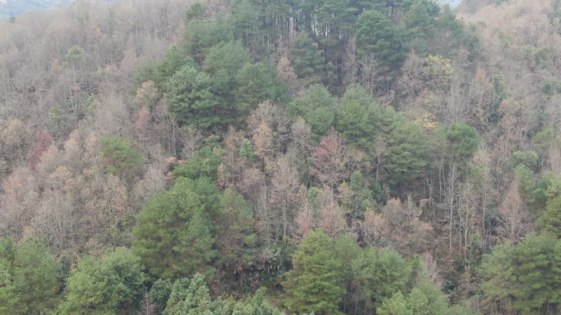 秋天枯萎树枝树叶植物航拍视频的预览图