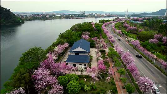 柳州紫荆花视频的预览图