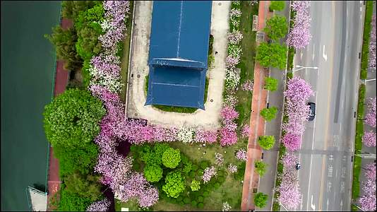 柳州紫荆花俯拍视频视频的预览图