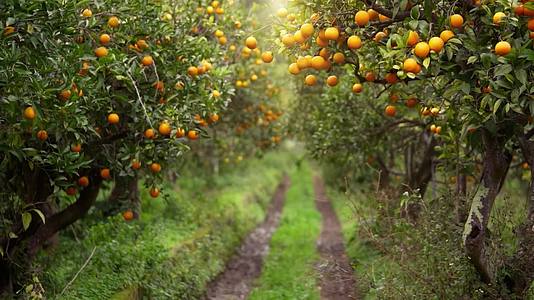 自然风果园柑橘橙子桔子水果特写空镜头实拍视频视频的预览图