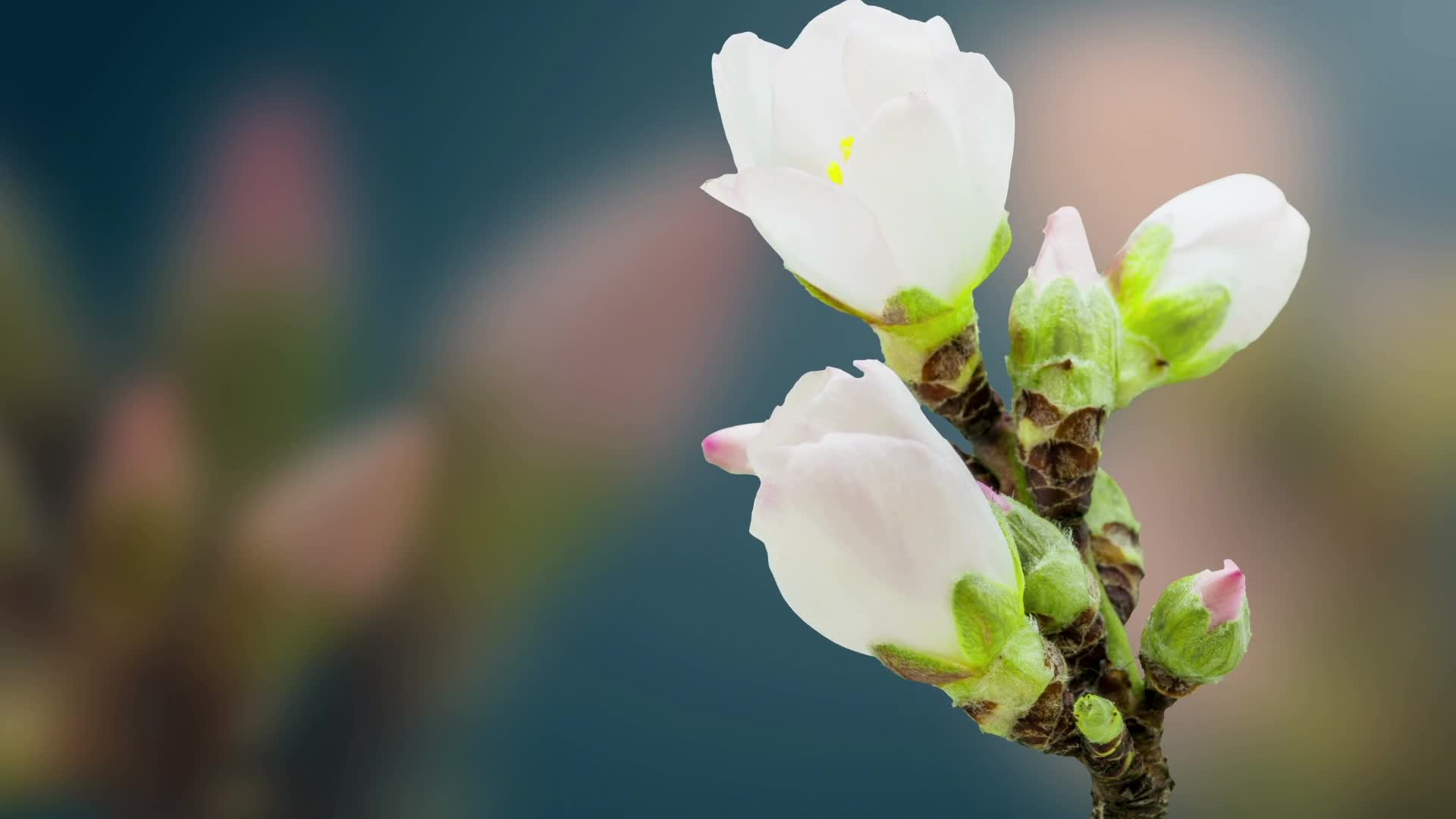 鲜艳花苞花朵开放花瓣视频视频的预览图