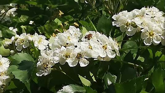 蜜蜂在山楂花上快乐的采蜂蜜视频的预览图