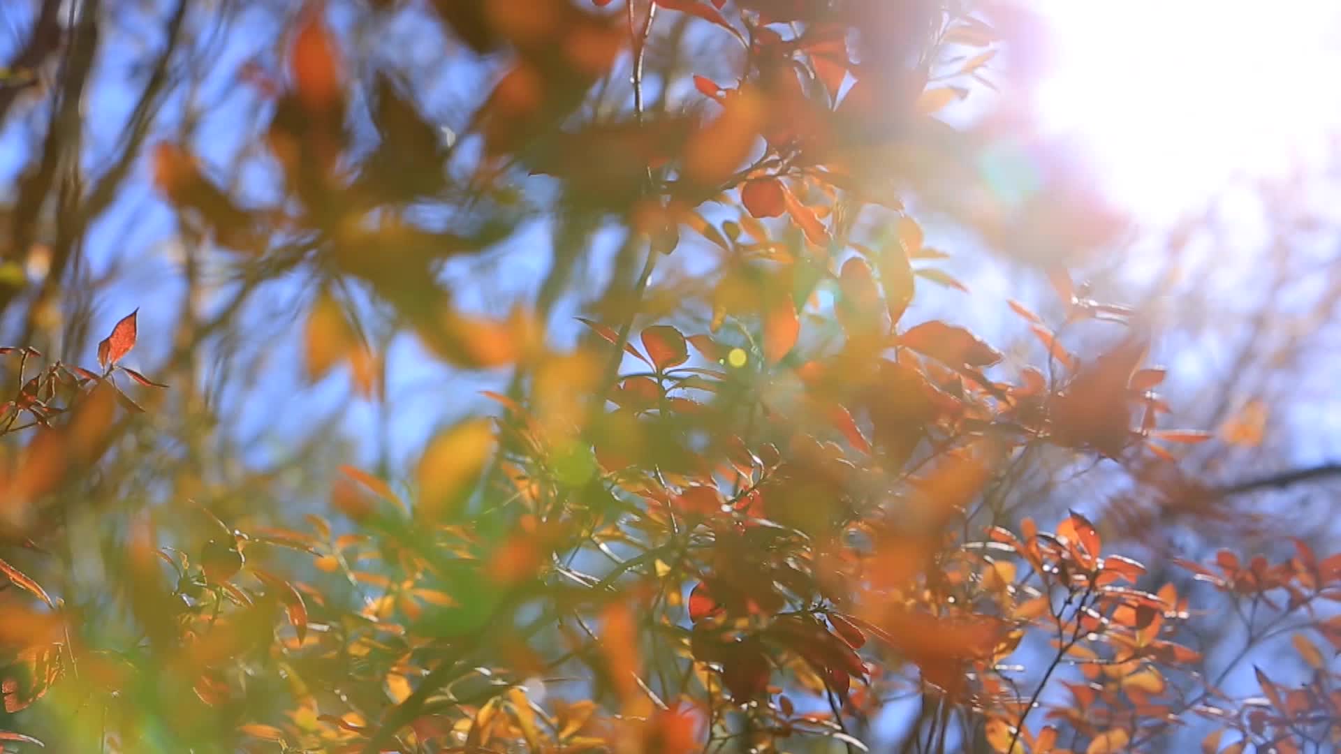 山间红叶黄叶视频的预览图