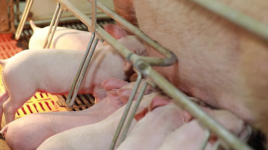 养殖场里小猪吃奶母猪喂奶视频的预览图